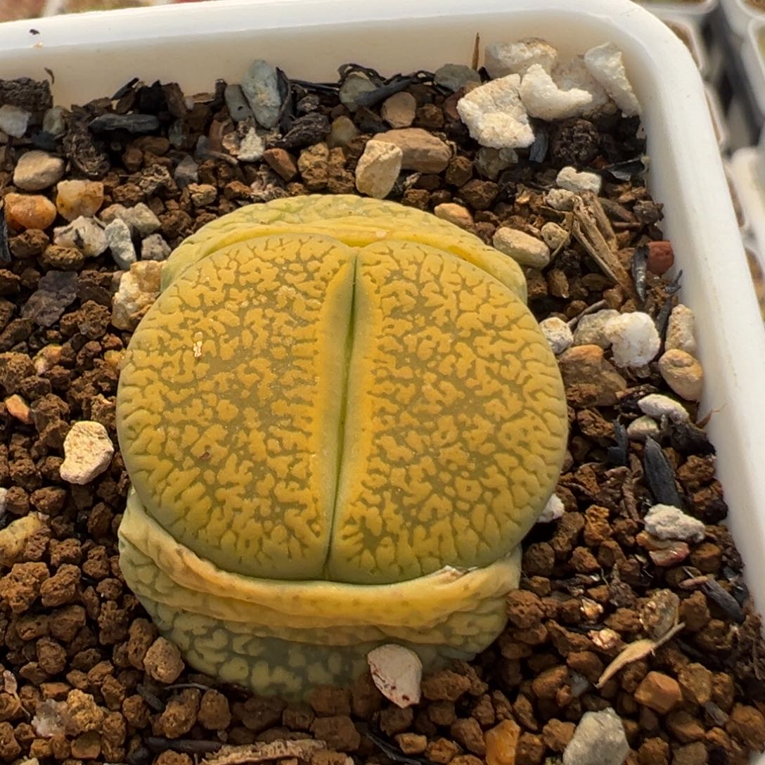 588多肉植物百科知识