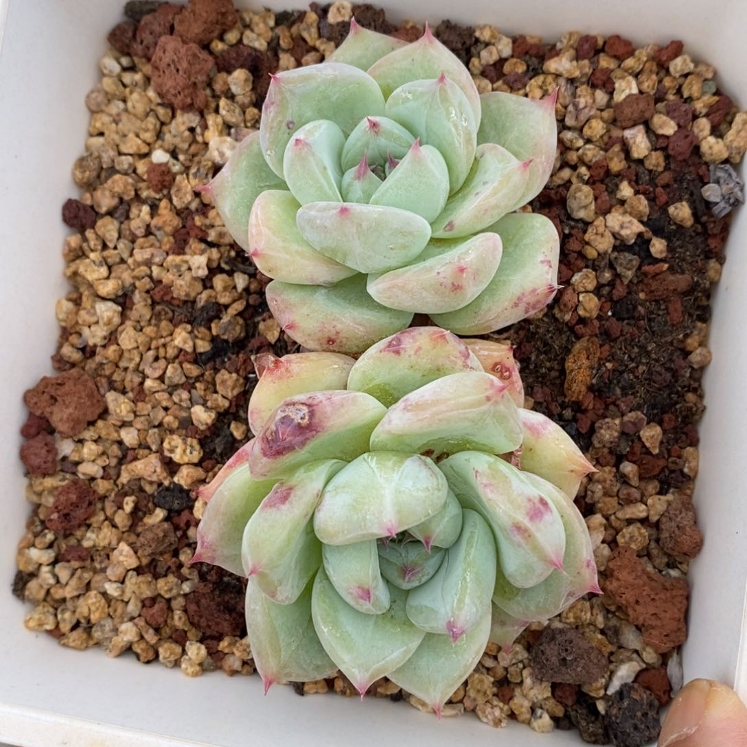 精品多肉一物一拍不包整159