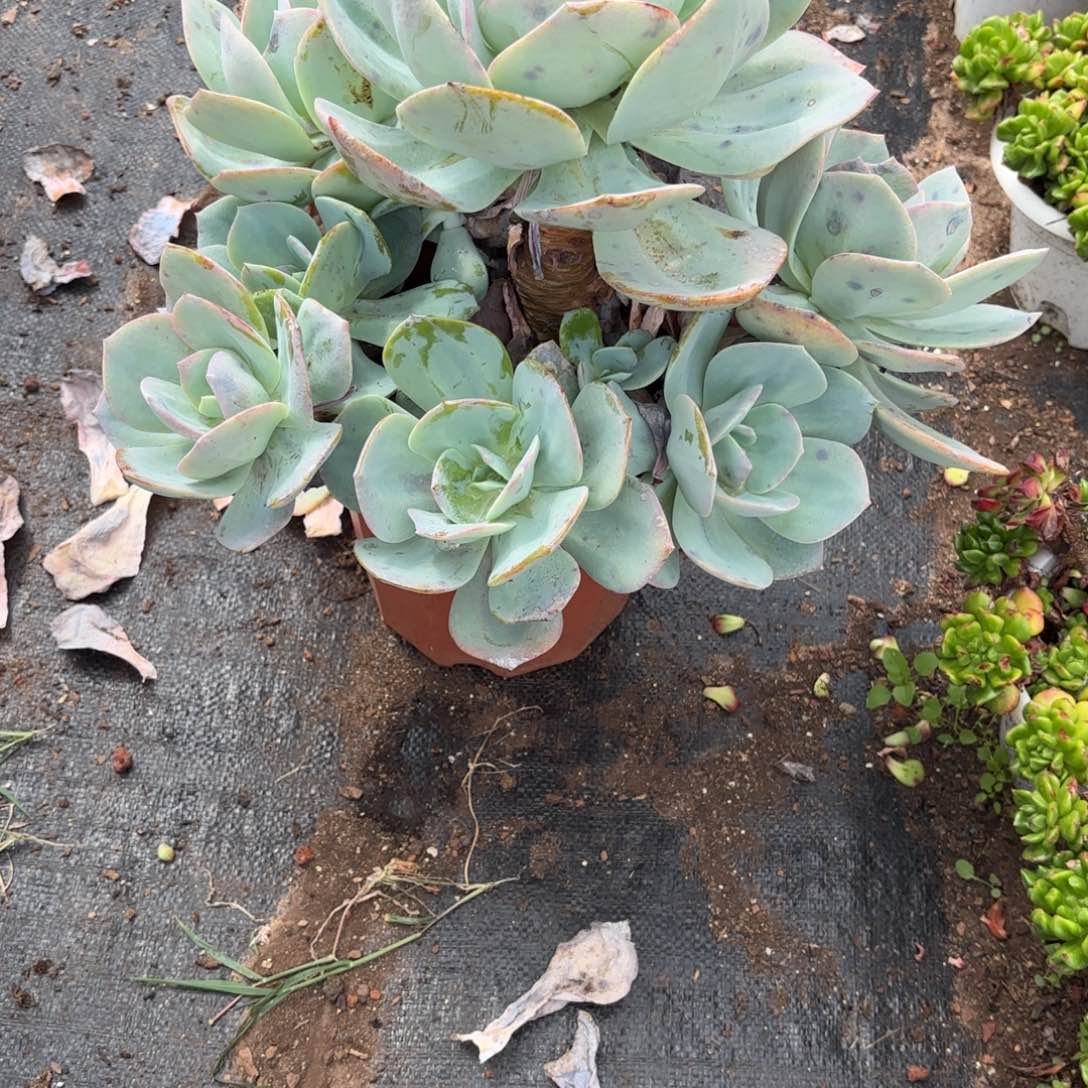 小****28号老庄多肉植物
