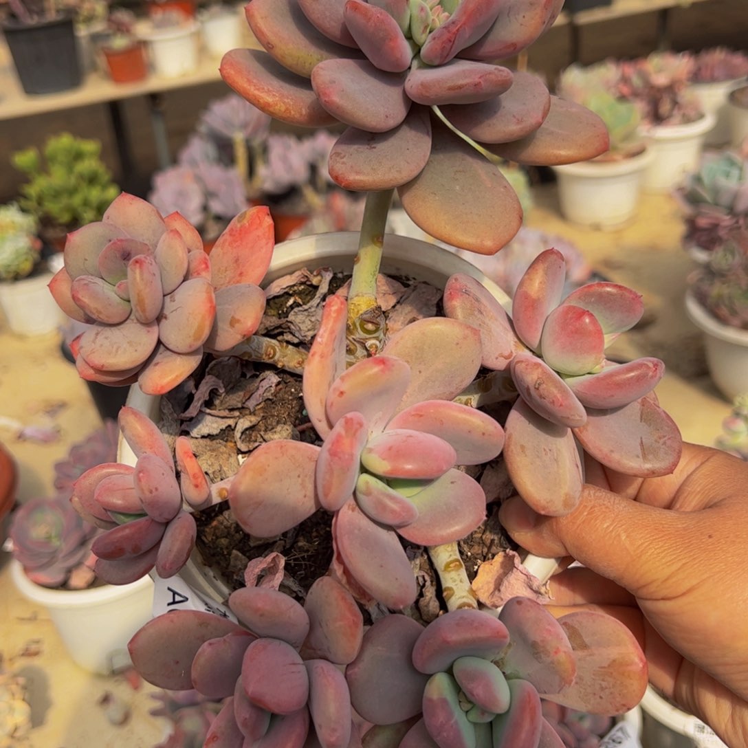 貂蝉石化多头群多肉