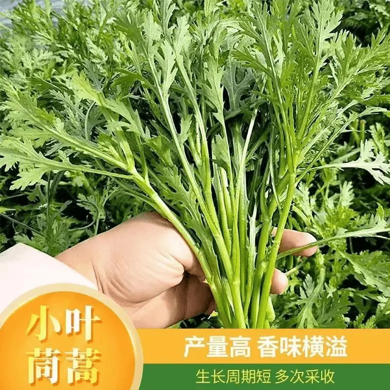 小叶茼蒿种子大全农家茼蒿种籽四季皇帝新手