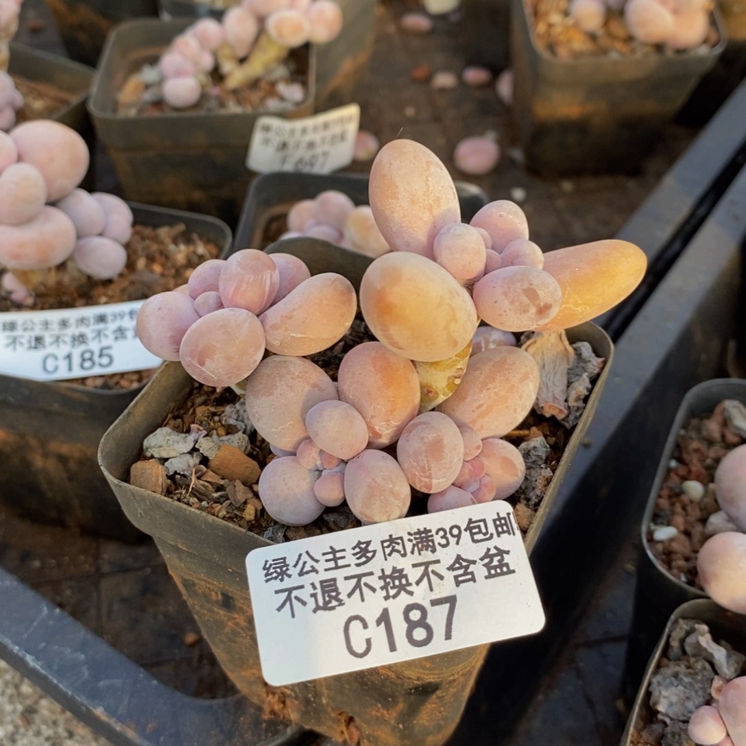 187橙奶多肉肉7cm