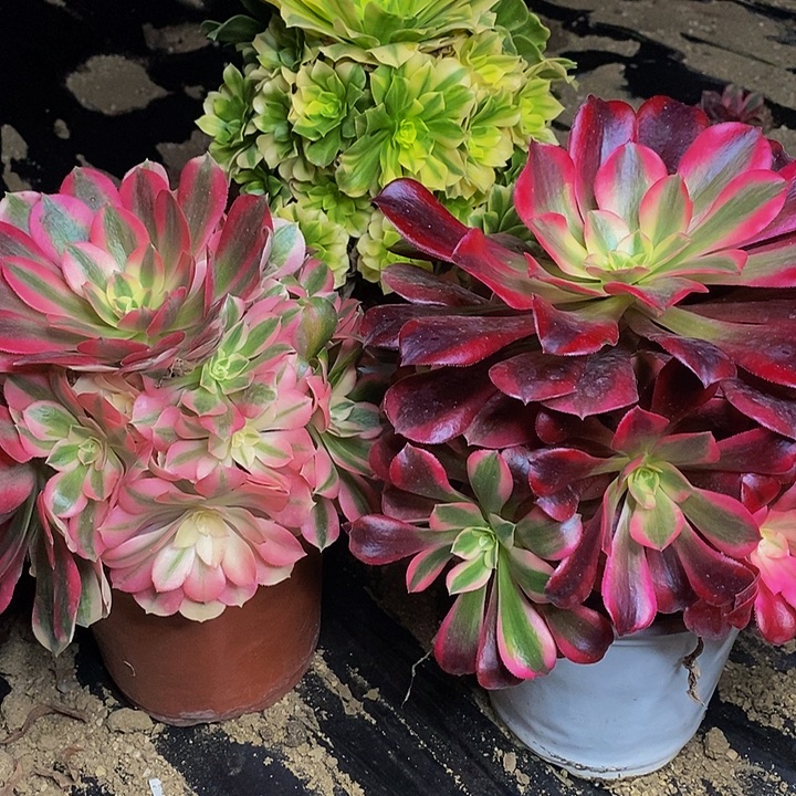 美杜莎粉女郎五彩琉璃三棵860号