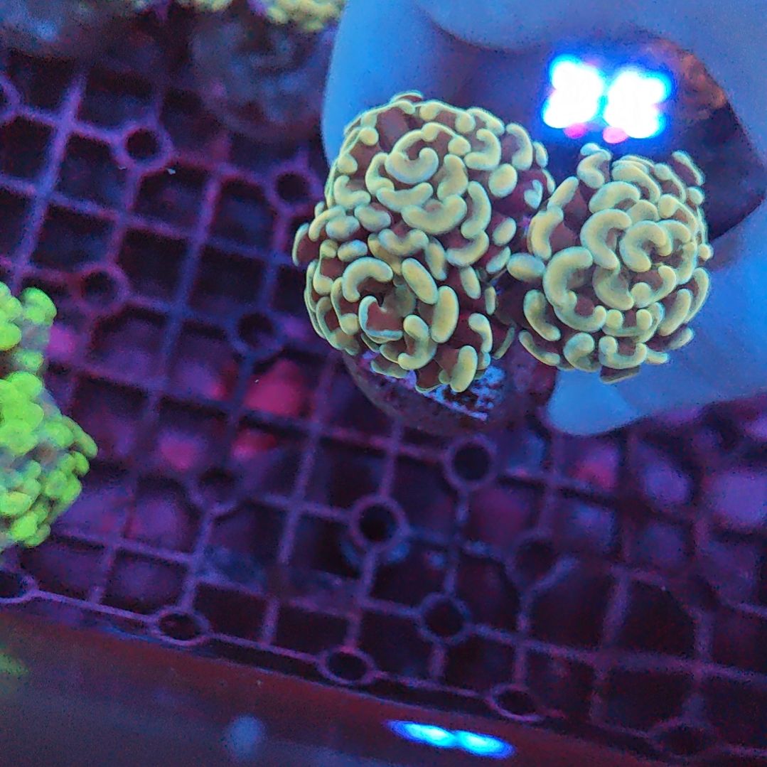 纽扣珊瑚绿榔头一头三嘴