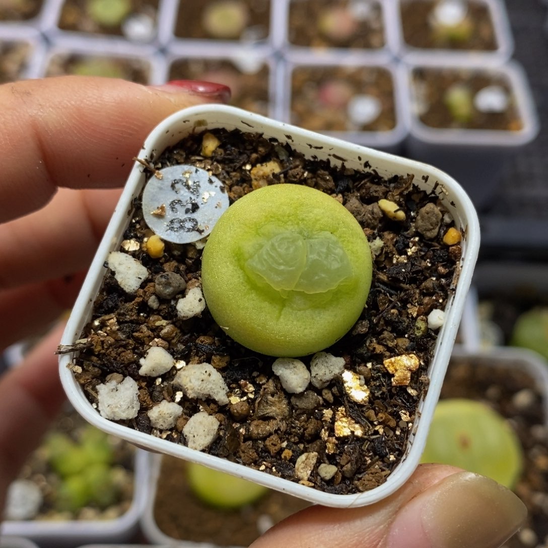 拉登1.9cm多肉植物