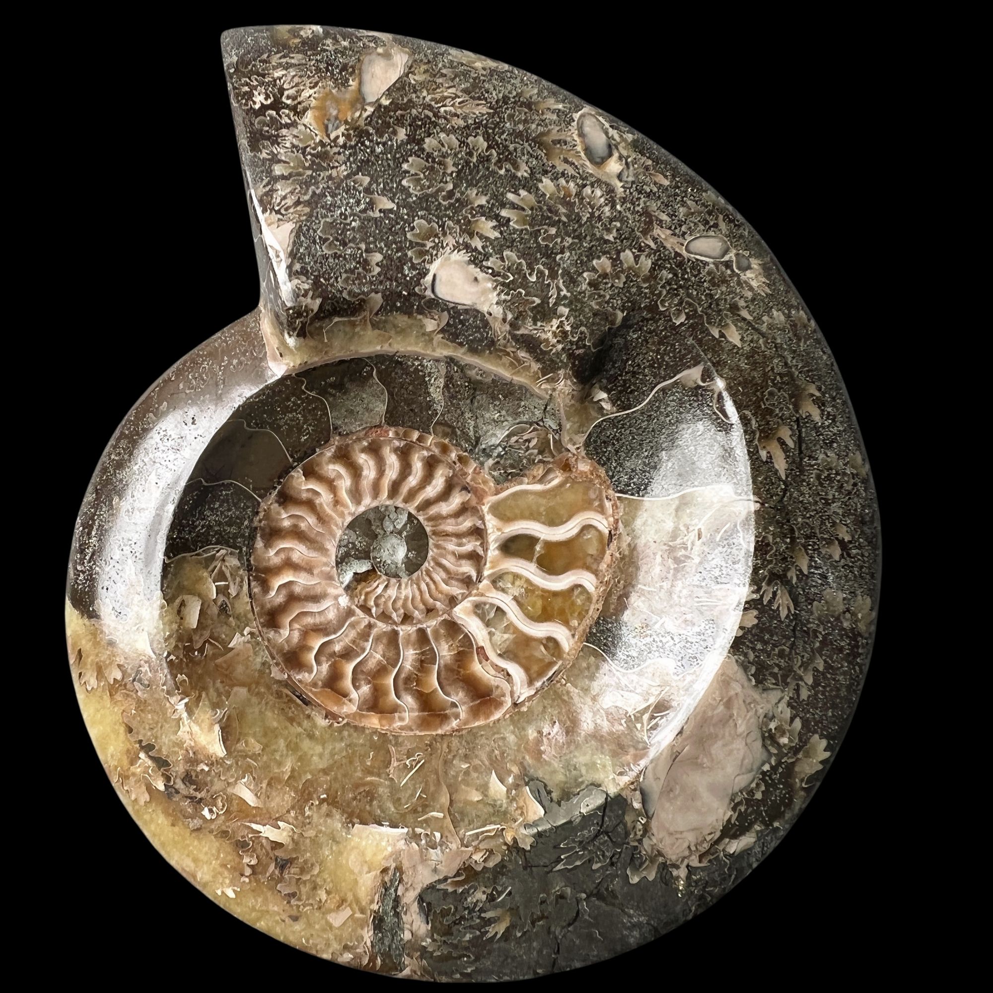 【 叶菊石（ 烟缸 ）】尺寸160.7mm 玉化 马达加斯加YY 古贝壳 L4