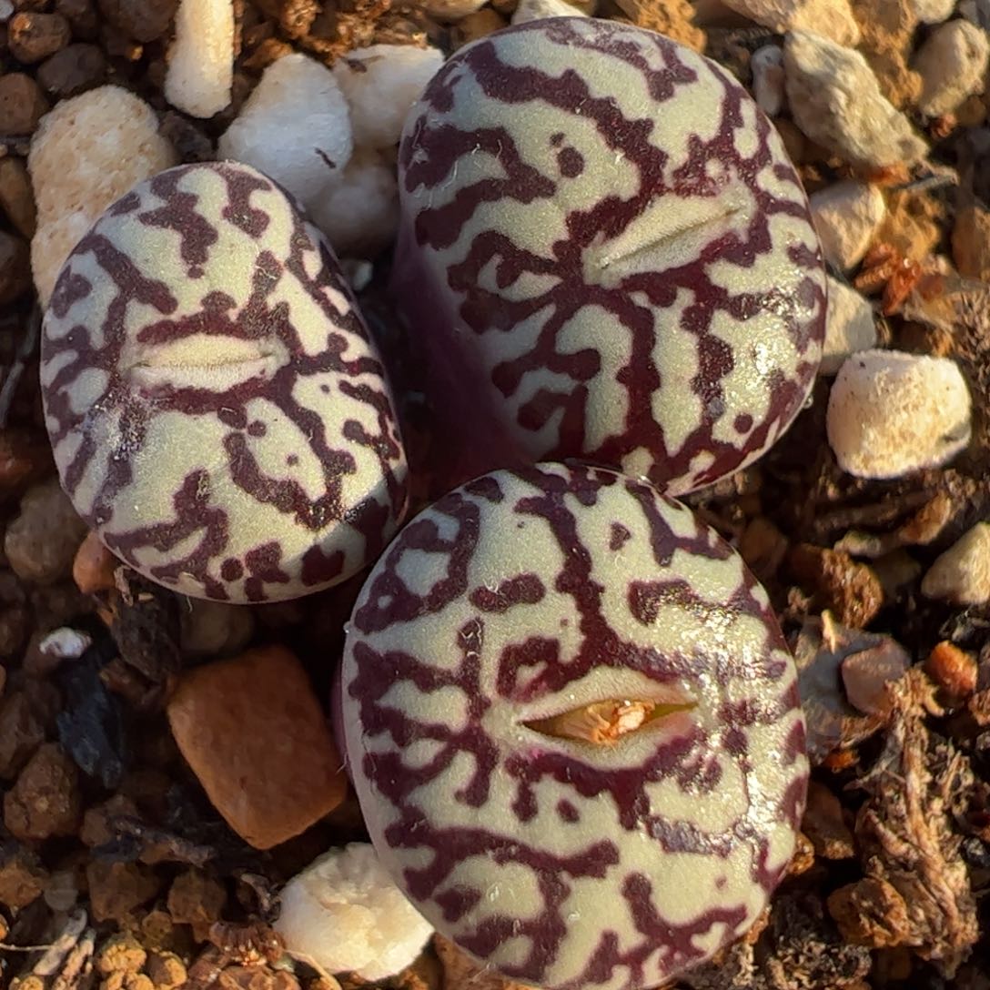 紫墨群多肉植物组合