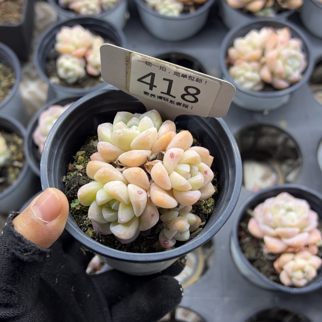 红陶若*?418号多肉植物