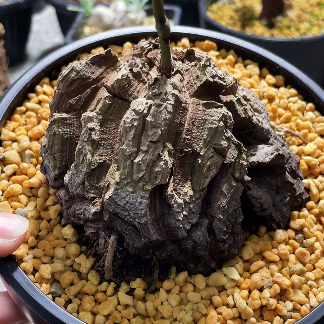 深纹裂墨龟66666666666