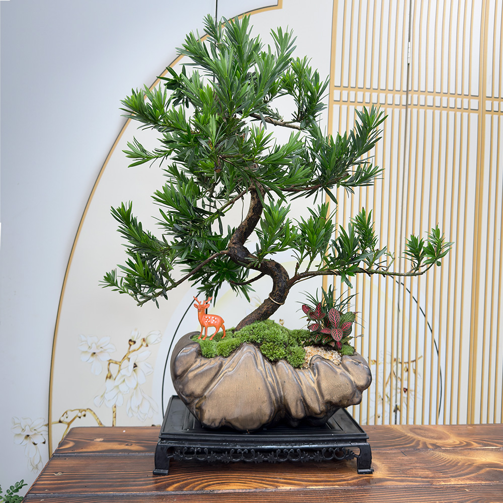日照金山盆罗汉松盆景室内植物桌面清爽夏季办公好养耐热摆件送礼