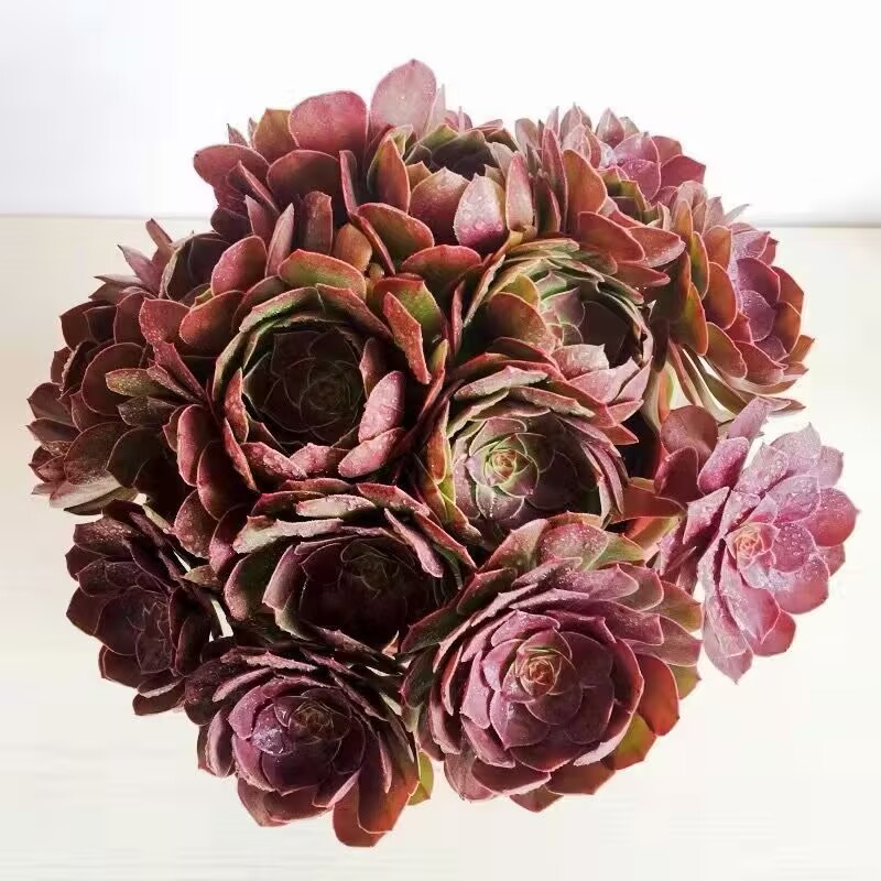 万圣节法师多肉盆栽多种款式可选基地直发室内阳台防辐射绿植