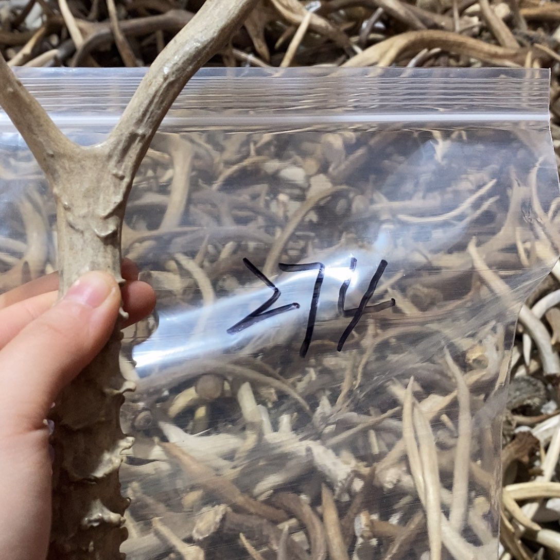 一***二非金属鹿角鹿角鹿角