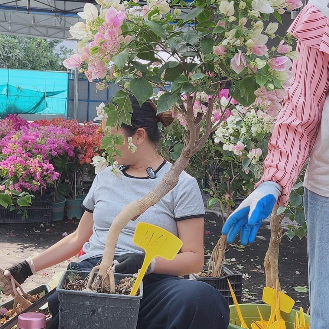 瑞***丽大部分花苞少量开放H61广红樱