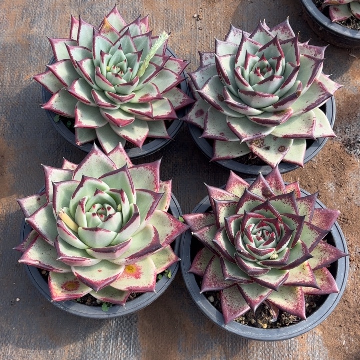 一组乌木。      多肉