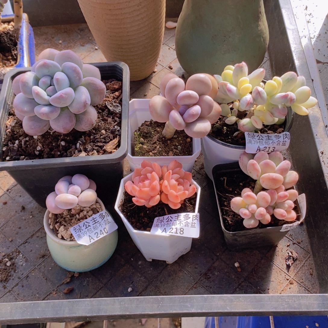 多肉6棵福娘有砍多肉植物