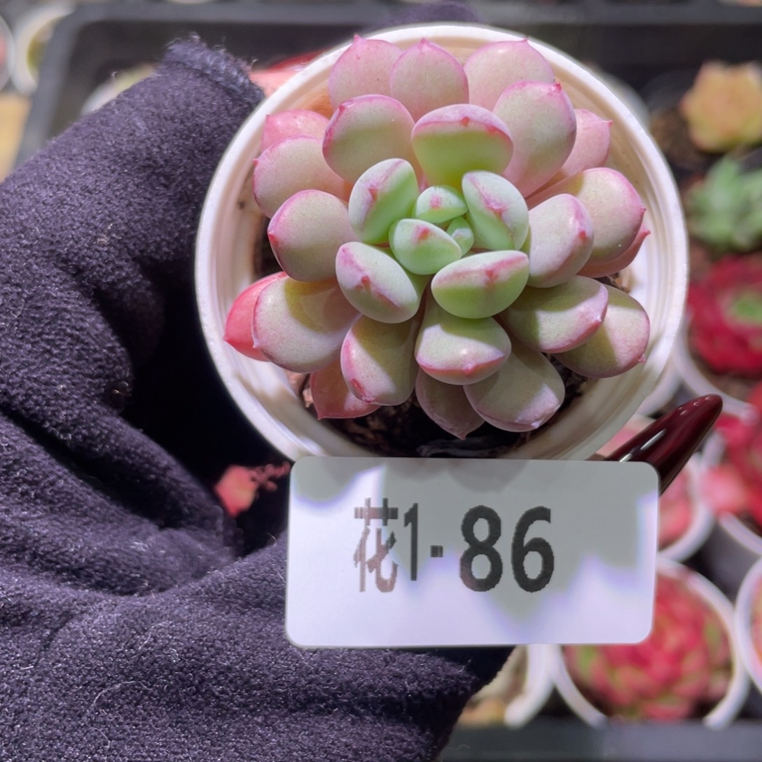 花利美1-86珍珠豆