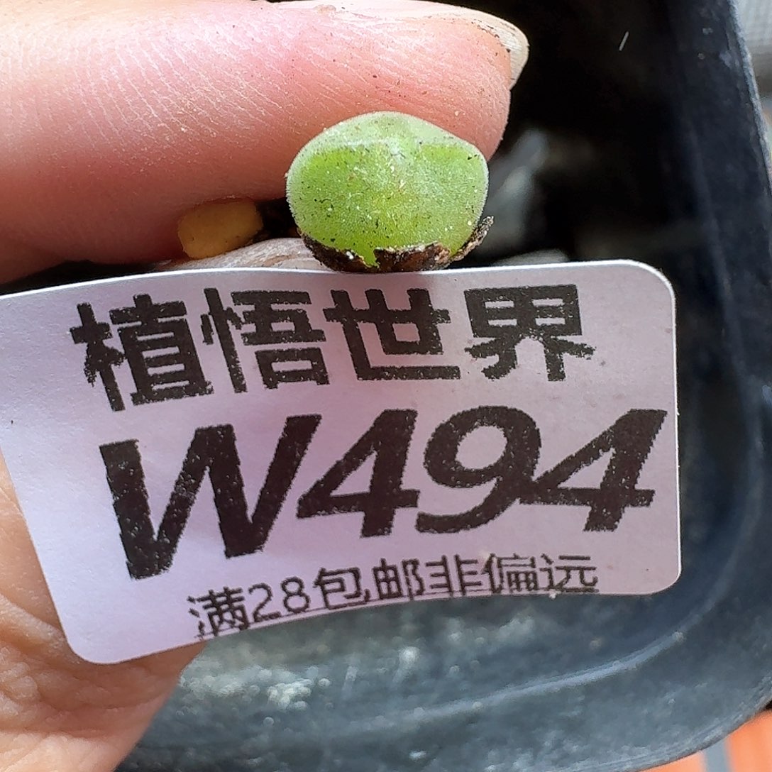 多肉植物的润泽无法h