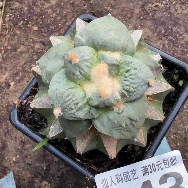 无花朵843白肌牛舌牡丹东三