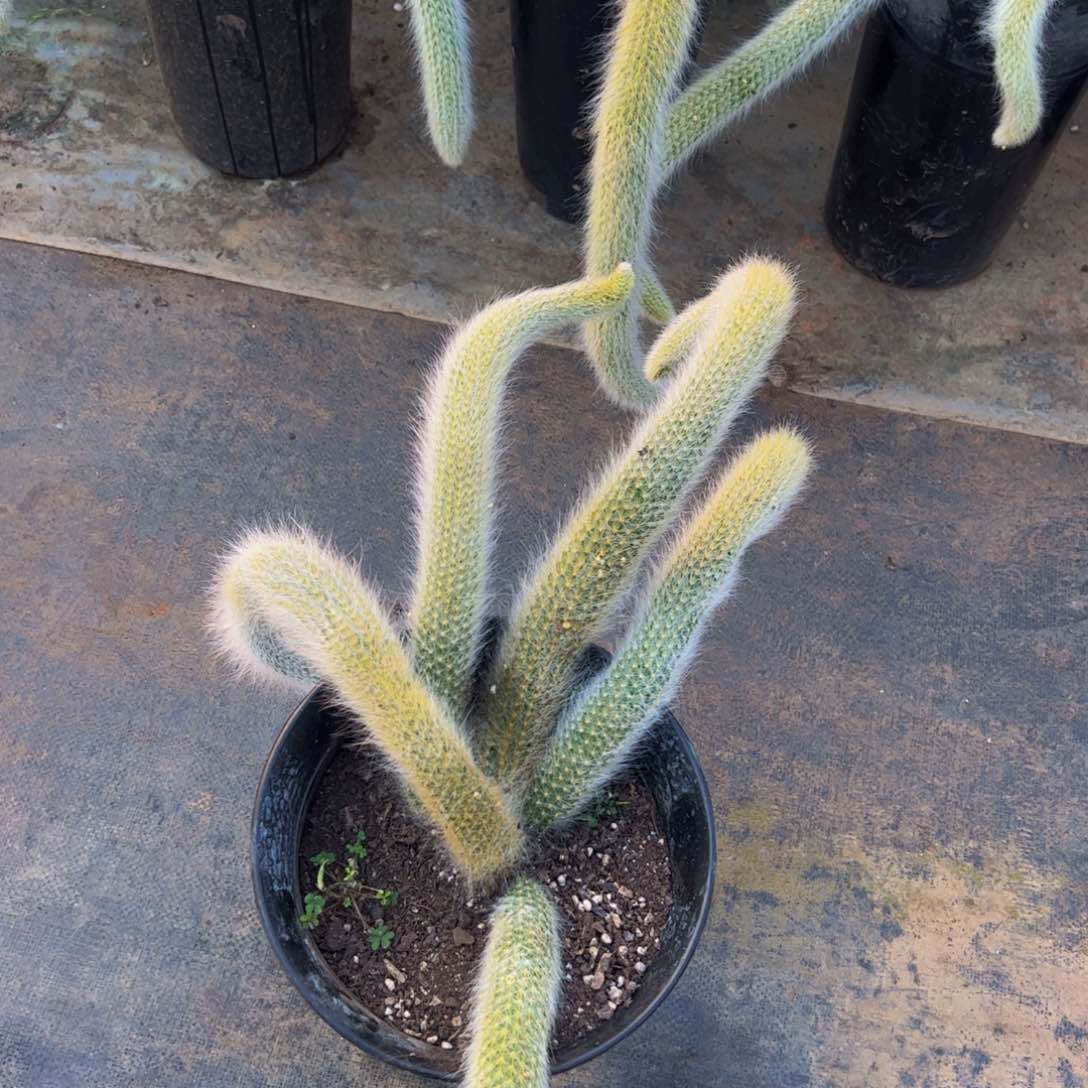 九尾狐五大头起多肉