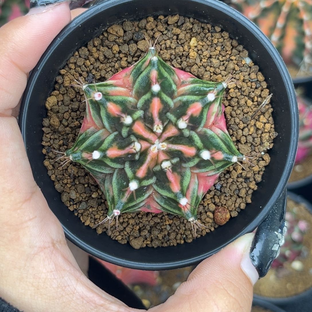 侧牙米哈锦 带盆土 小干伤福利