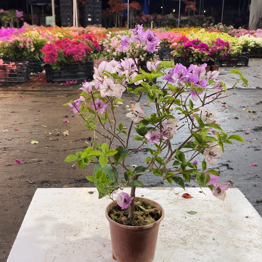 大部分花苞少量开放雪紫掌中宝一颗