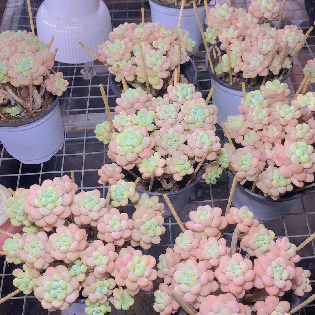 老庄洛可可34678999000