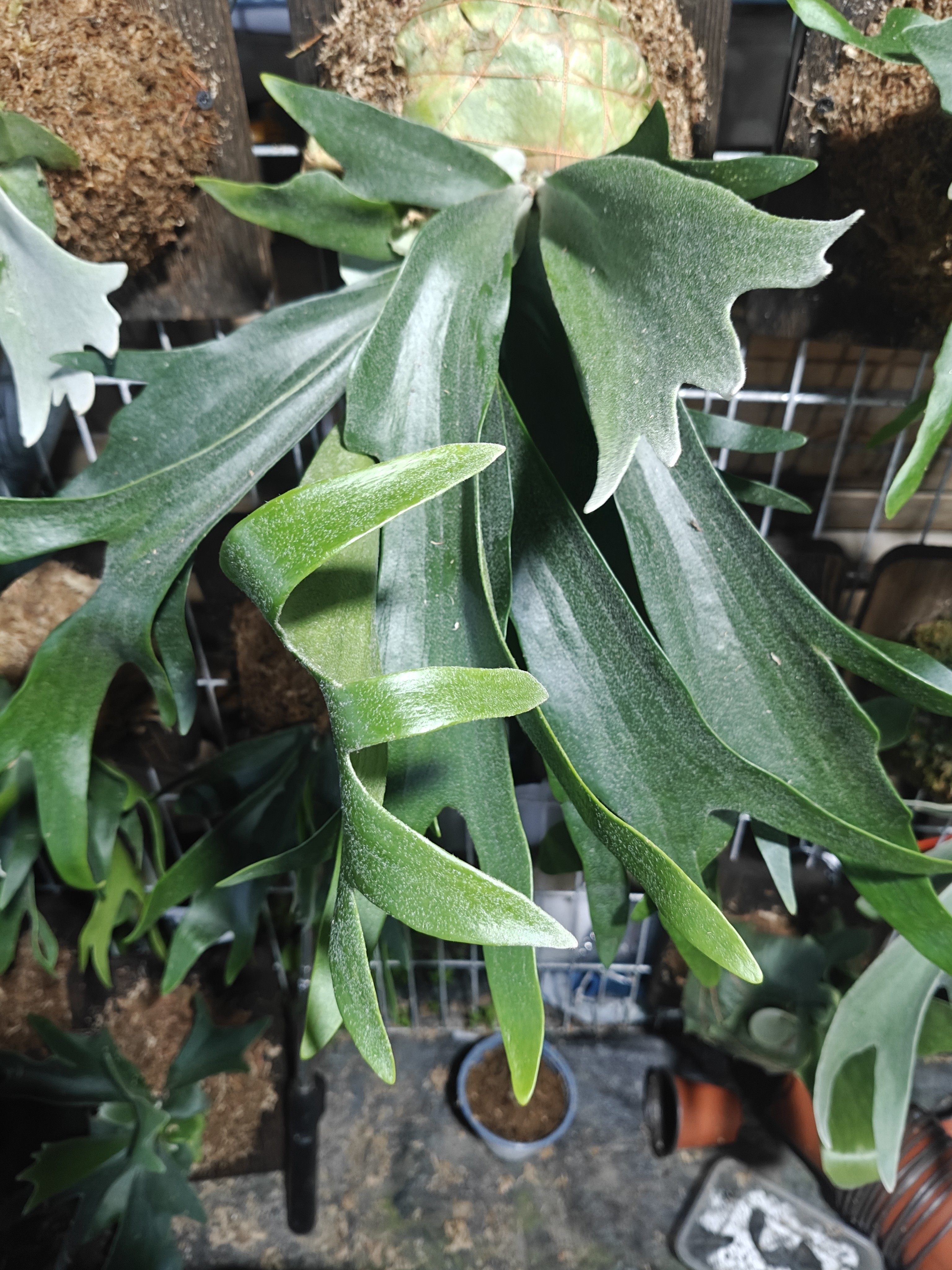 大二岐鹿角蕨板植壁，轻微叶损不包售后
