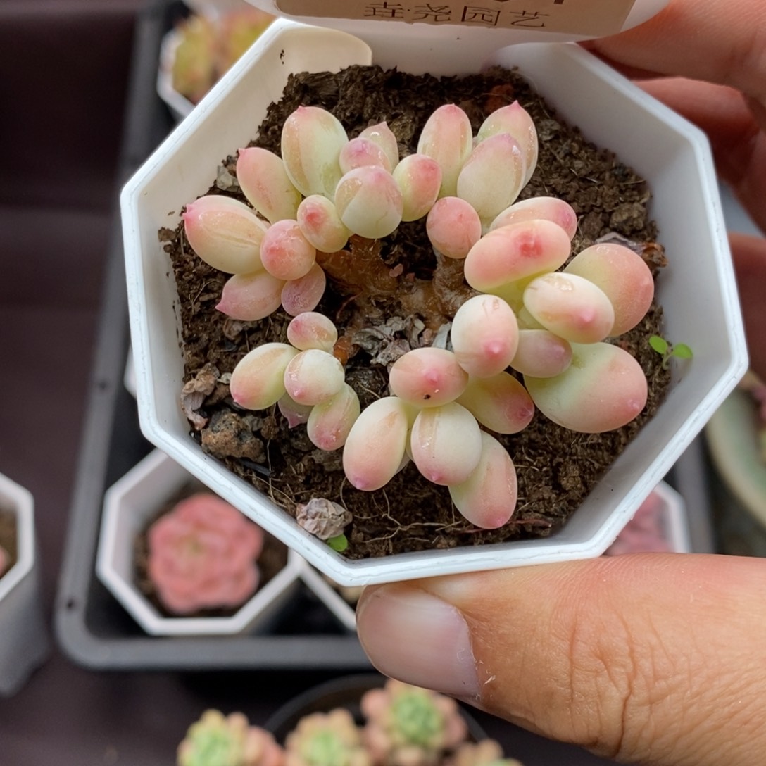 0151 苹果奶 5.5cm 