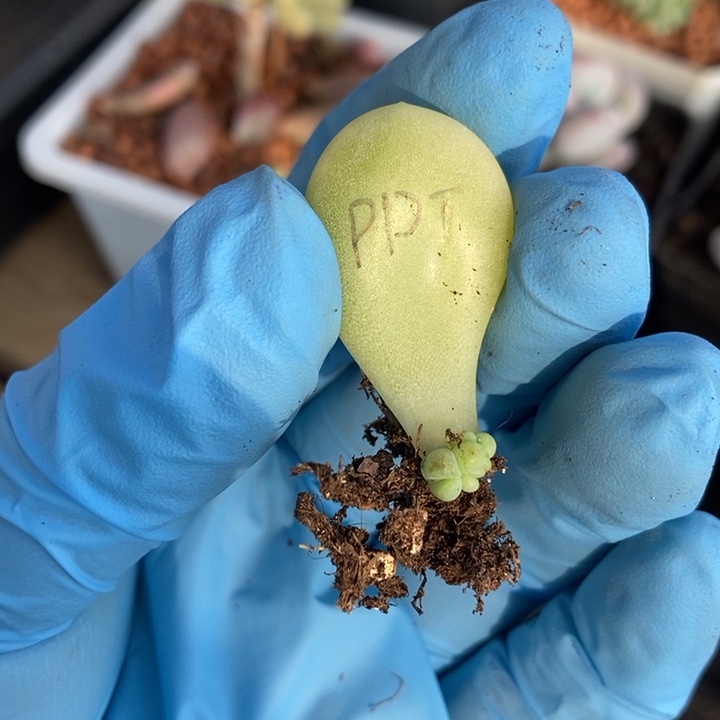 共*〩泡泡糖锦多肉植物