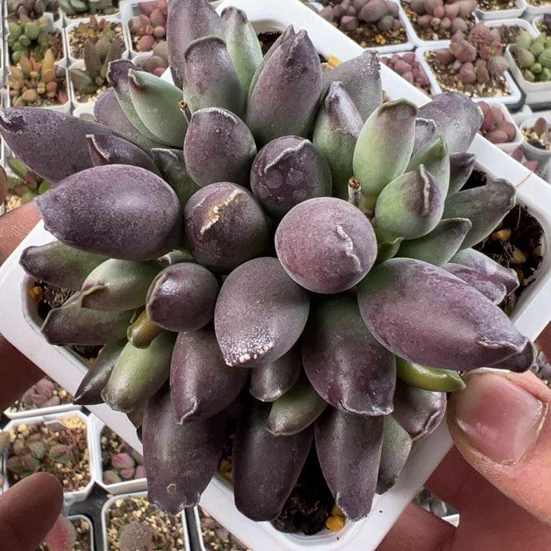 艺伎海报多肉植物水泡