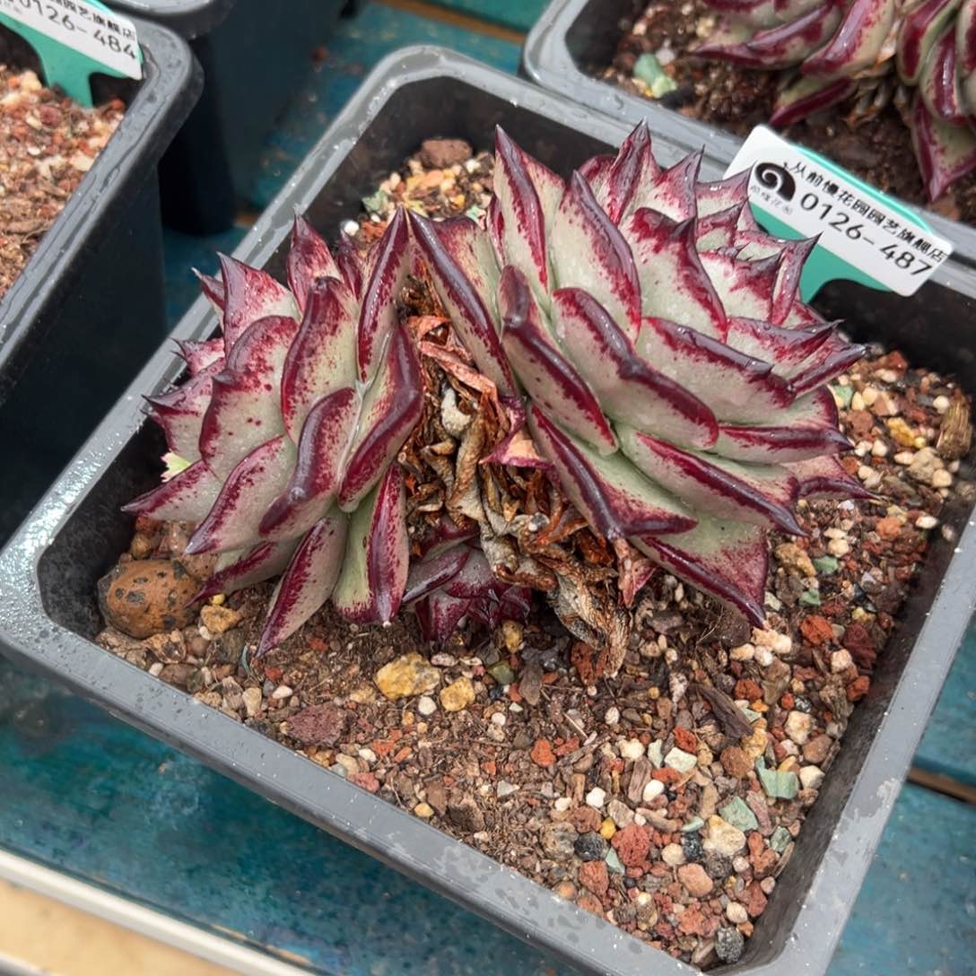 多肉一物一拍0126-487