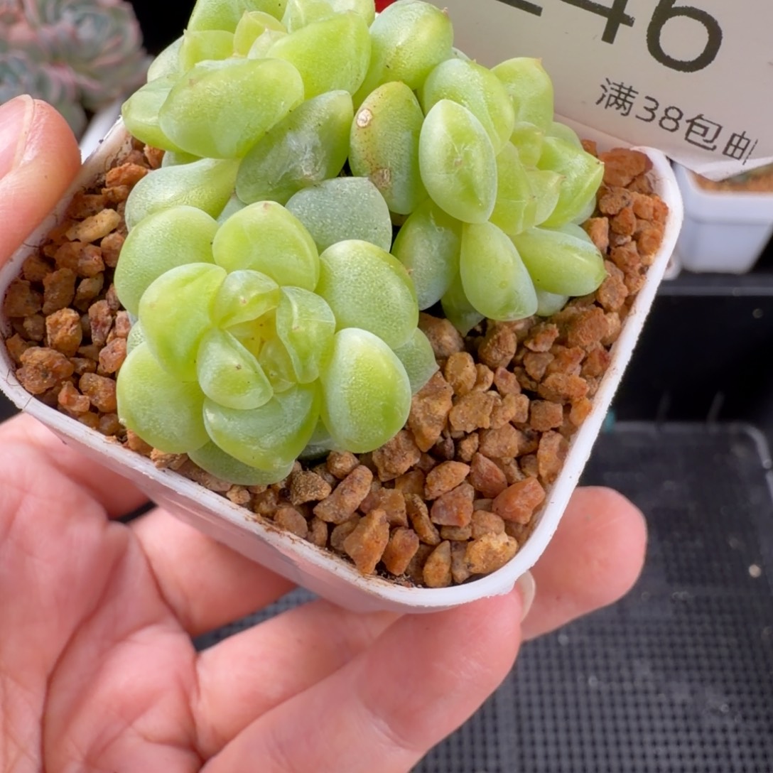 甜心三头群246号一颗