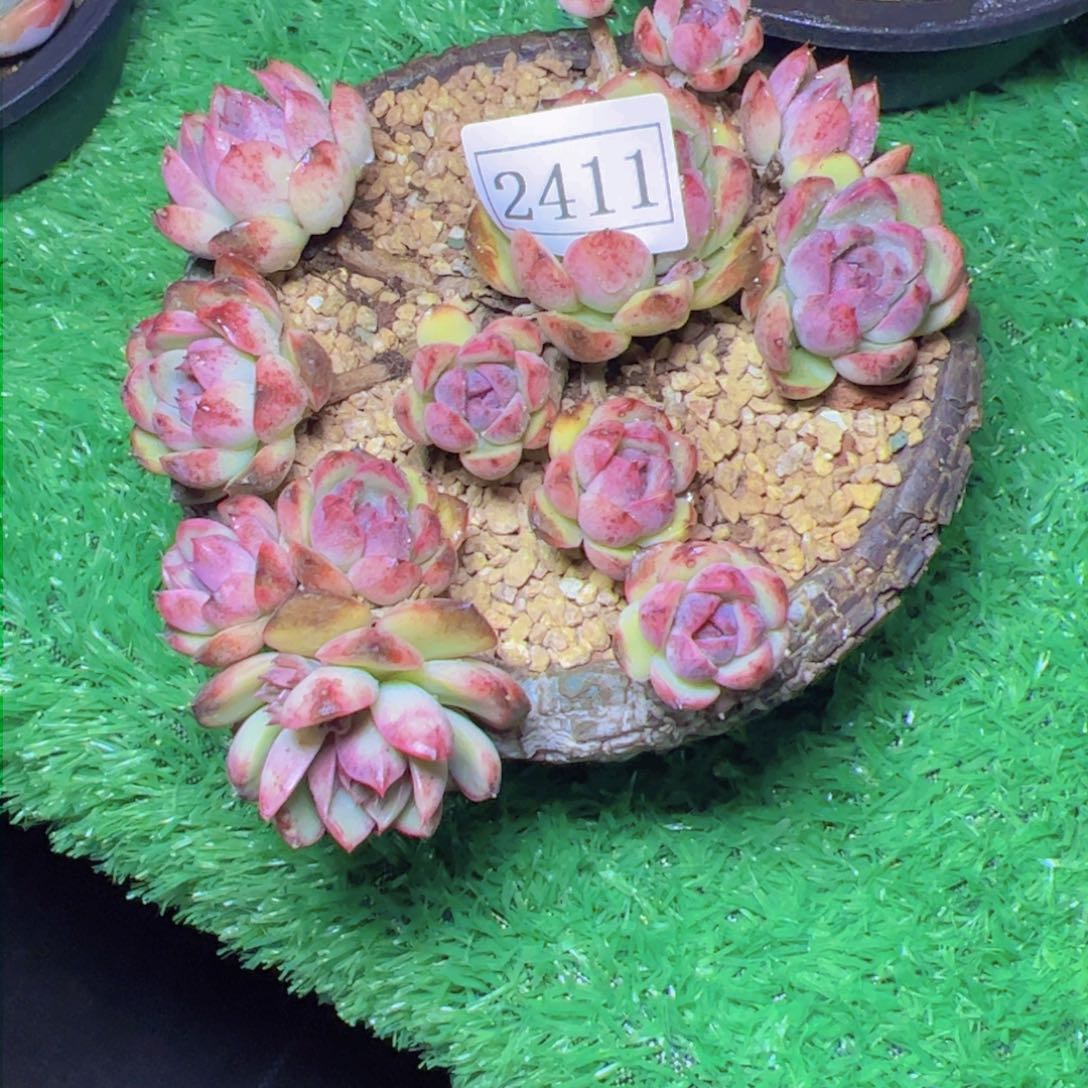 哈*紫水晶2411多肉植物