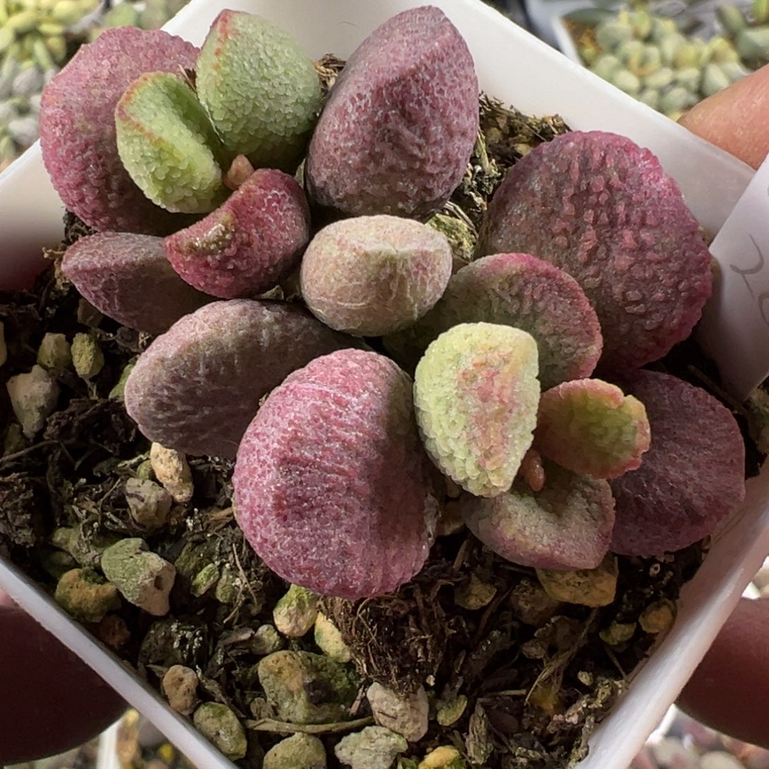 夏娃水泡老桩多肉植物水泡