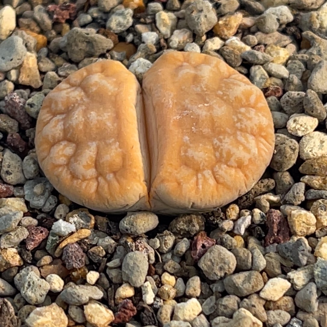 8218山脉拿铁一颗