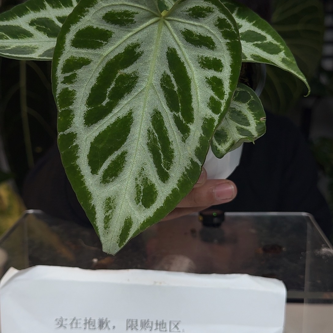 完全开放银刷子M16