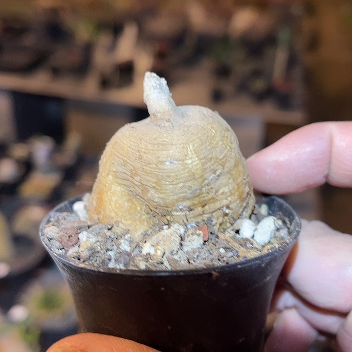 满38包邮2天凑单，脱土晾根发货多肉植物黑龙