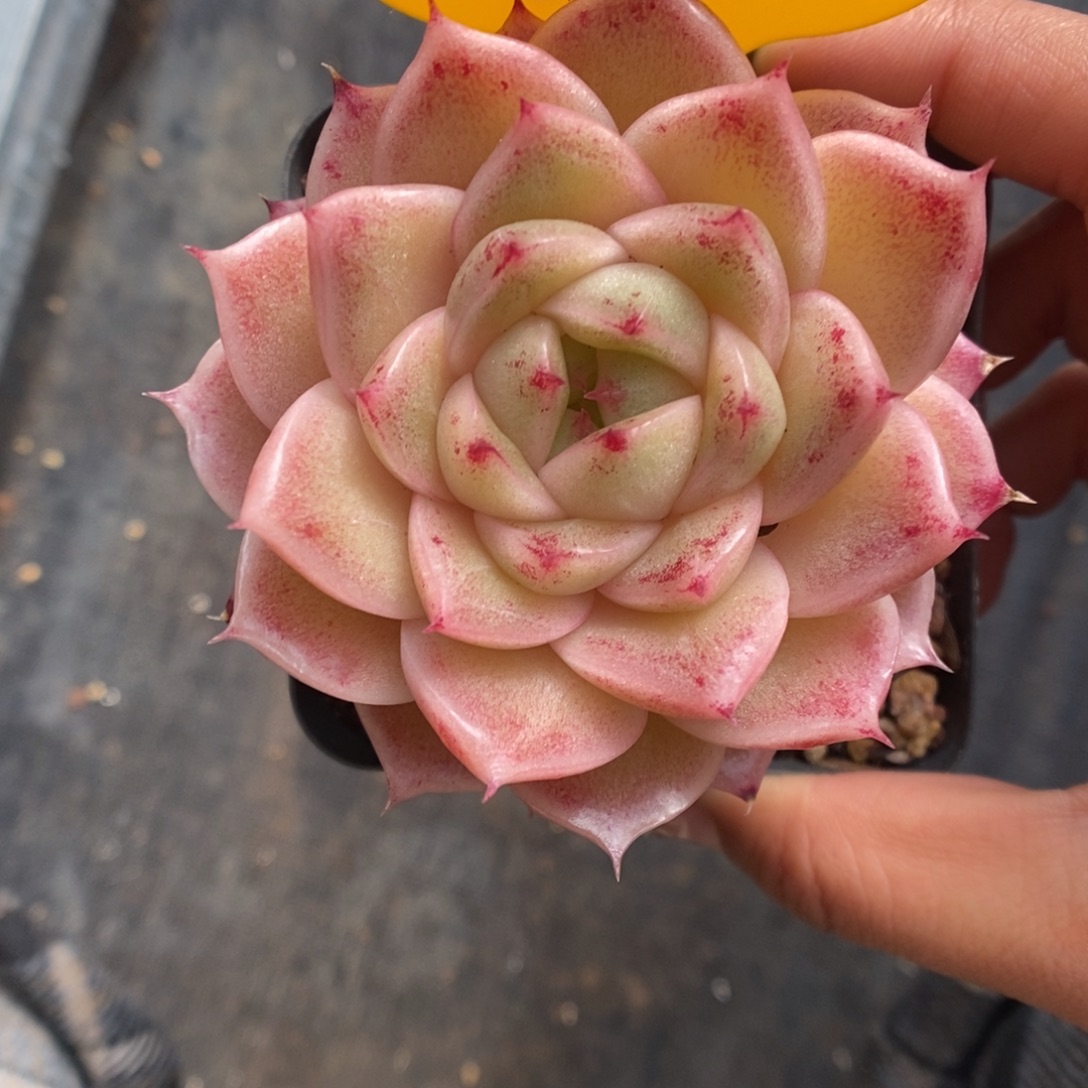 S***3粉油透麦秆5551号。  