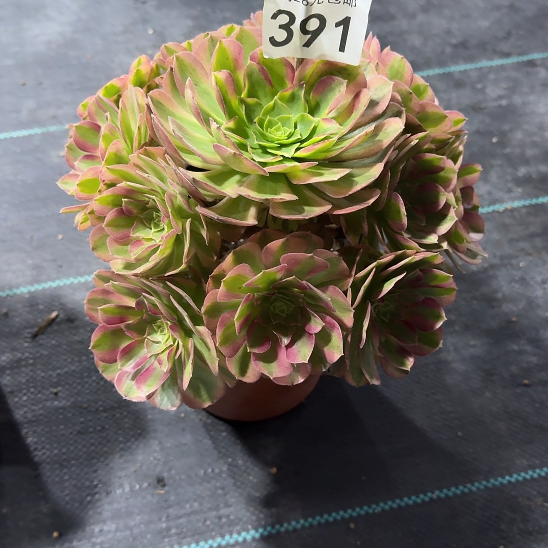 A***n雨荷0000000美美美391