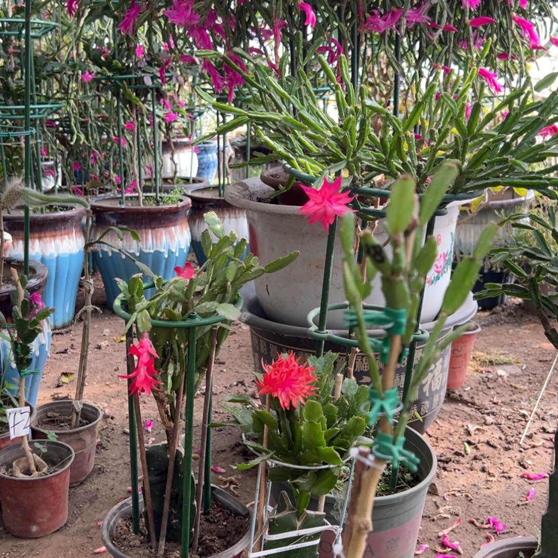 风**合10个最大开口花托1.2米碳纤维杆3根