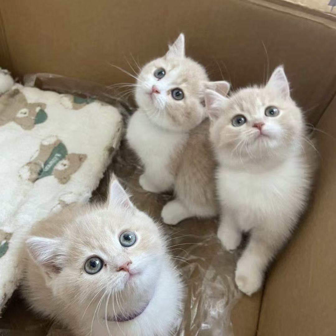 【直播专用】猫咪包邮挑选一对一金吉拉金渐层银渐层蓝白缅因   