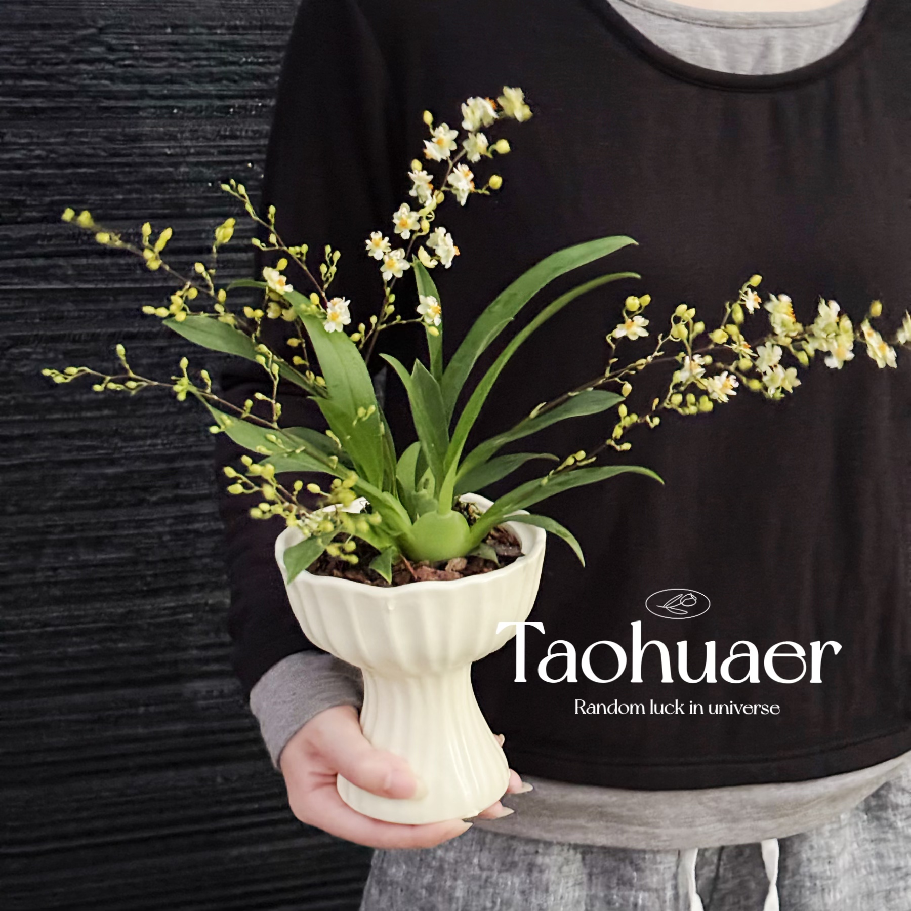 【植物旅行专属】文心兰冬季耐寒植物 好养浓香开花室内盆栽年宵花