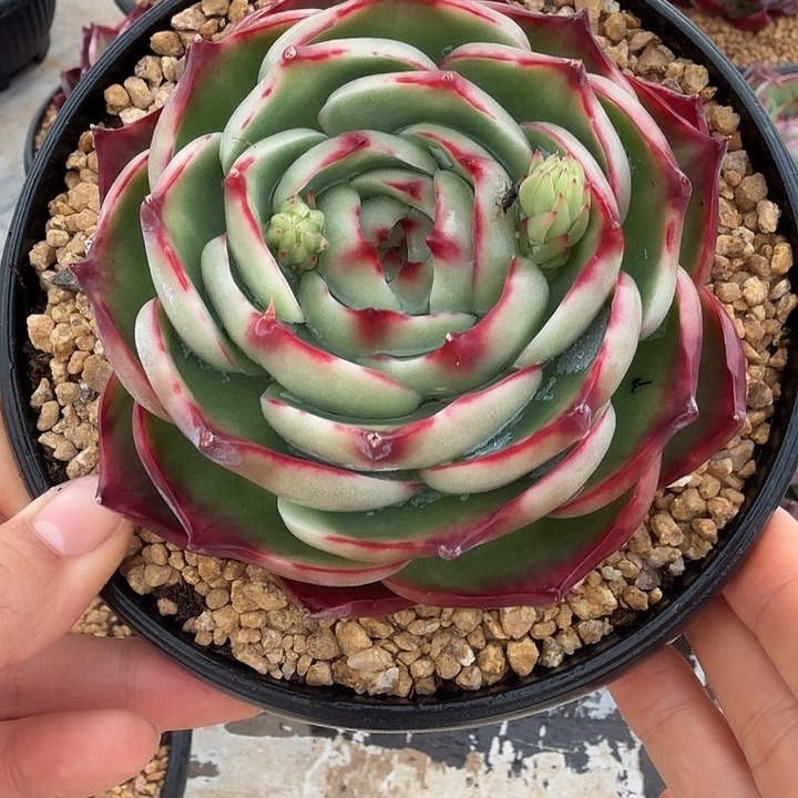 E***a107号惊鸿仙子多肉