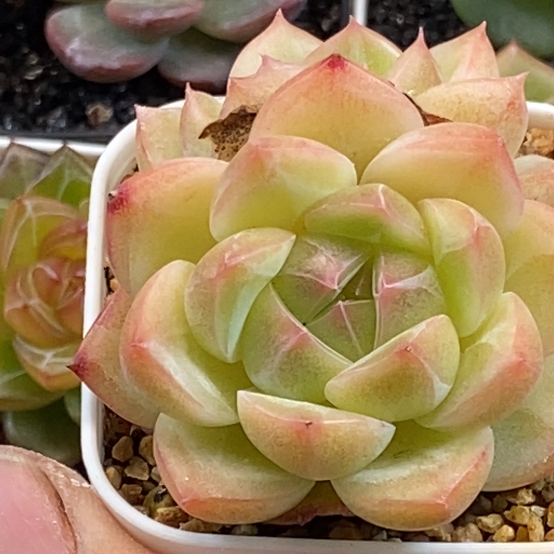 天官赐福百无禁忌