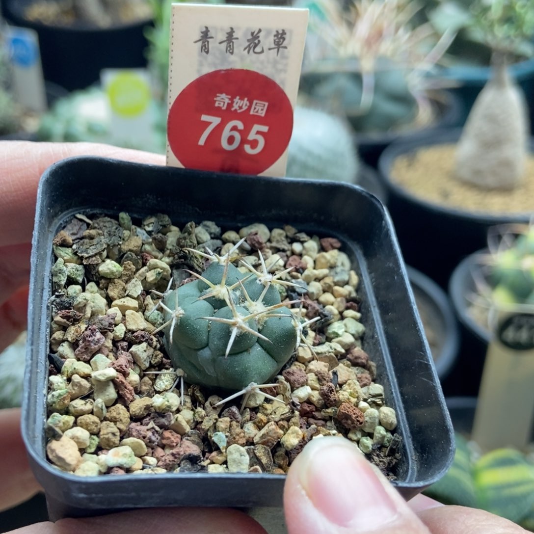 实生顶花大祥冠2.1cm