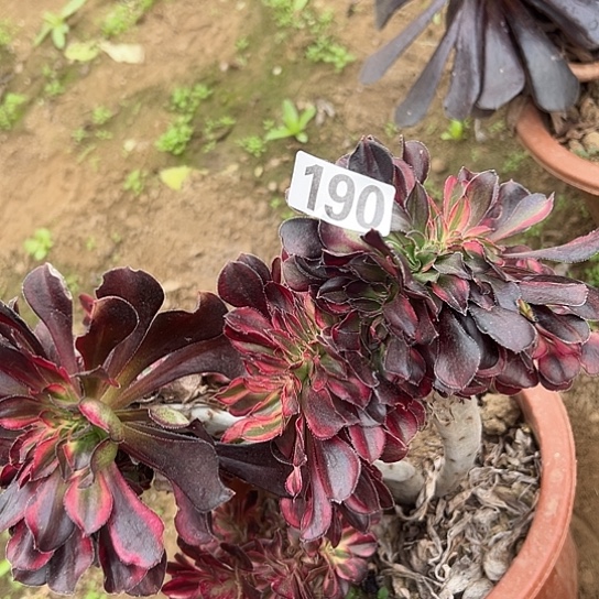 岁***好多肉植物一个香190