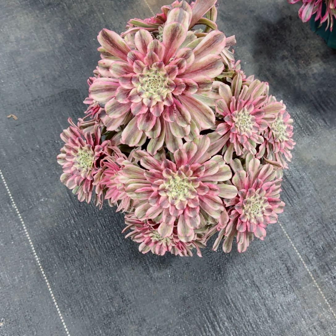 多肉植物发货发货