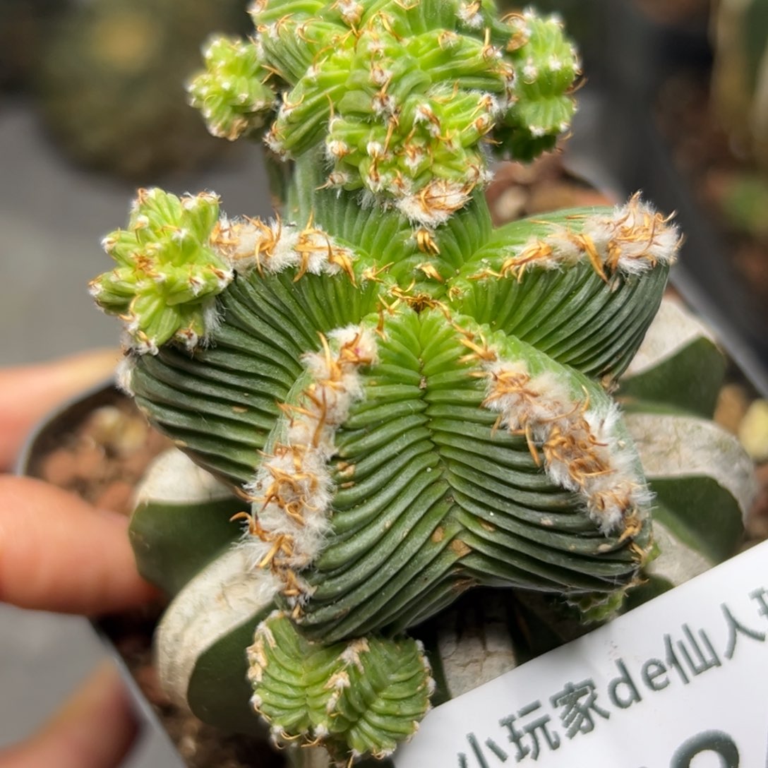 784 仙人球的比赛将于