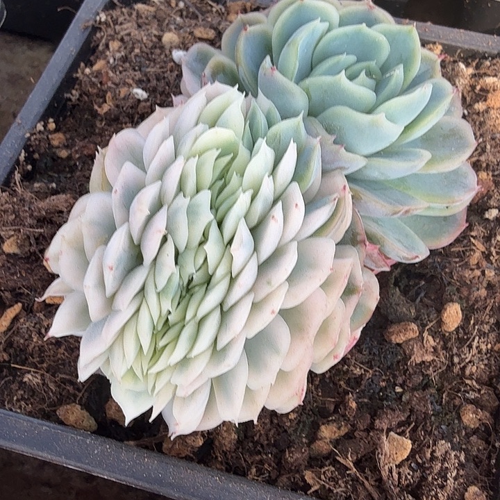 贝瑞锦缀多肉锦植物