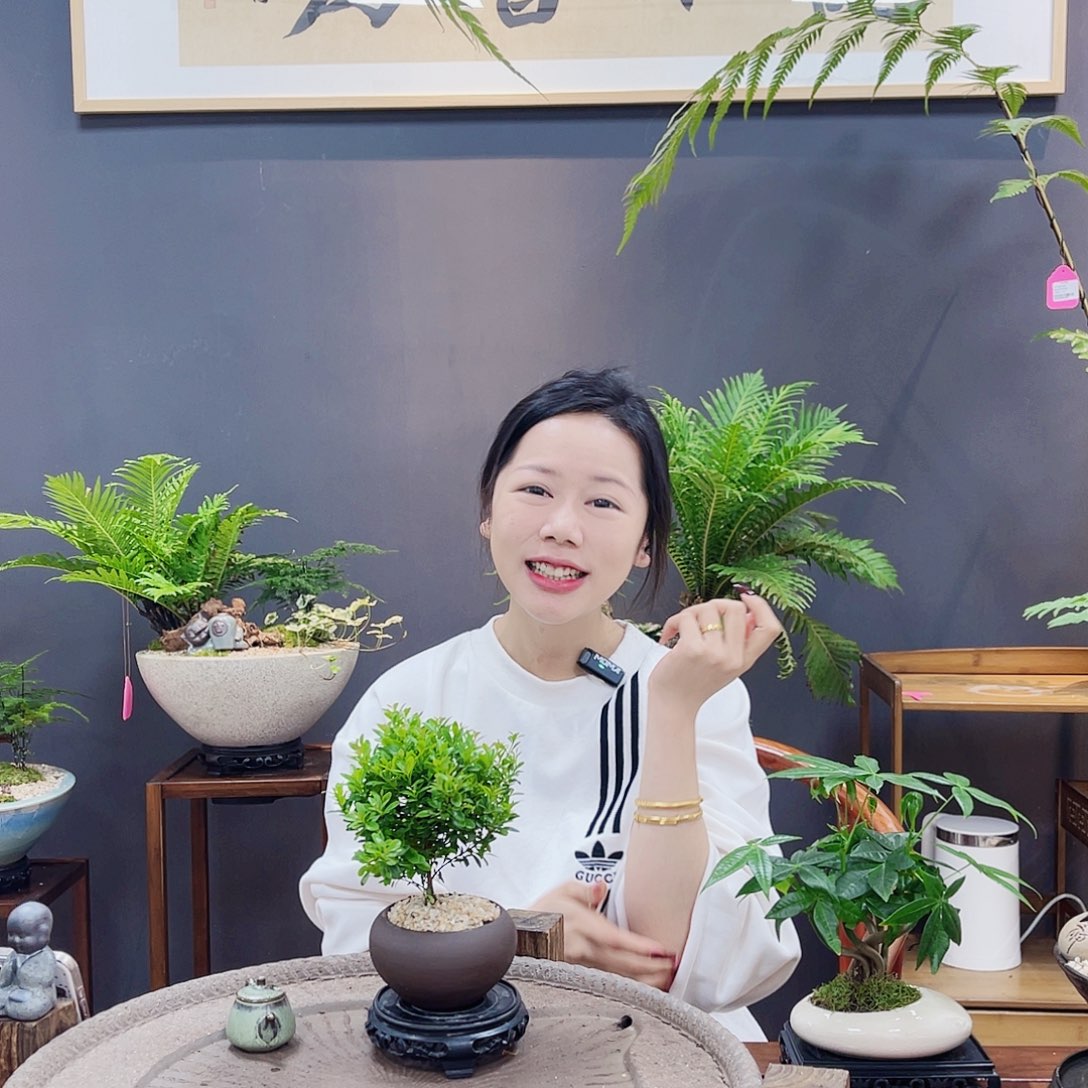 高端绿植一物一拍